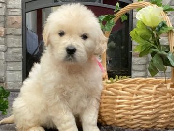 english cream golden retriever puppies for sale