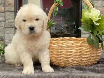 english cream golden retriever puppies for sale