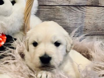 english cream golden retriever puppies for sale