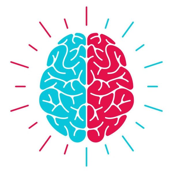Brain