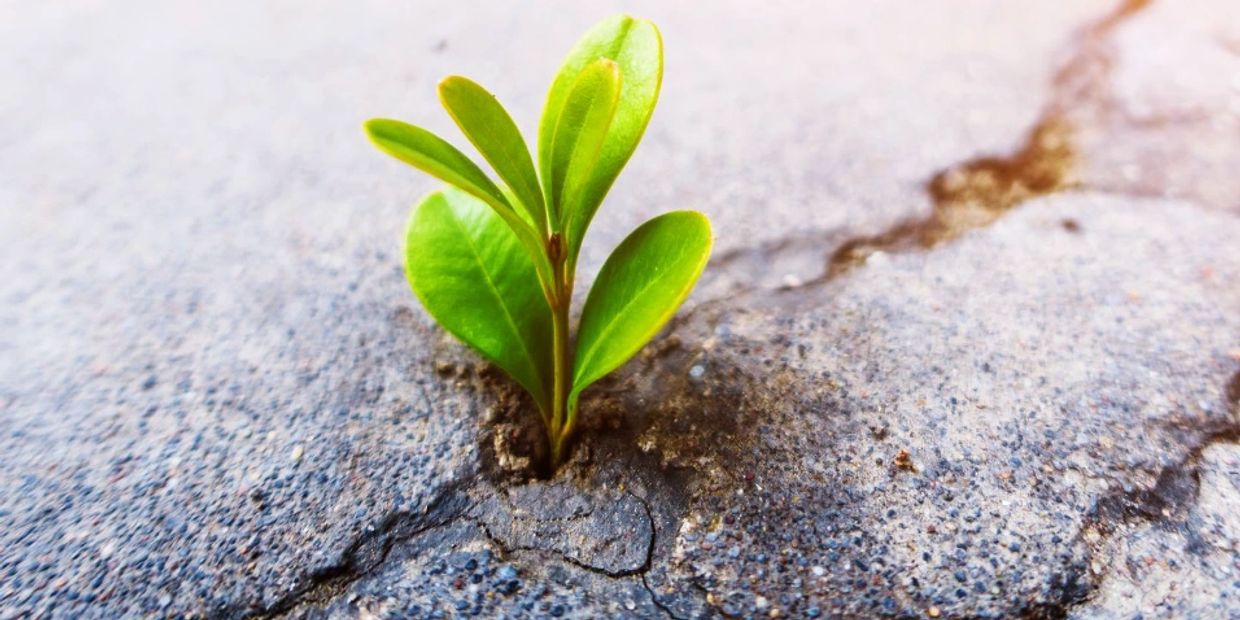 A small green plant growing through a crack in concrete.