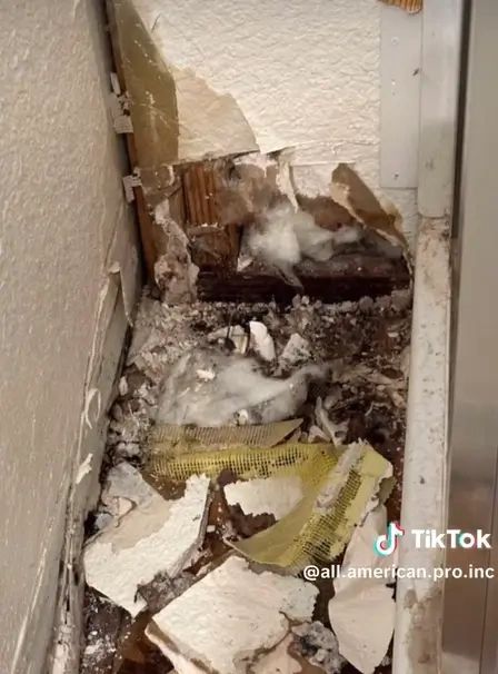 mold removal services Sacramento