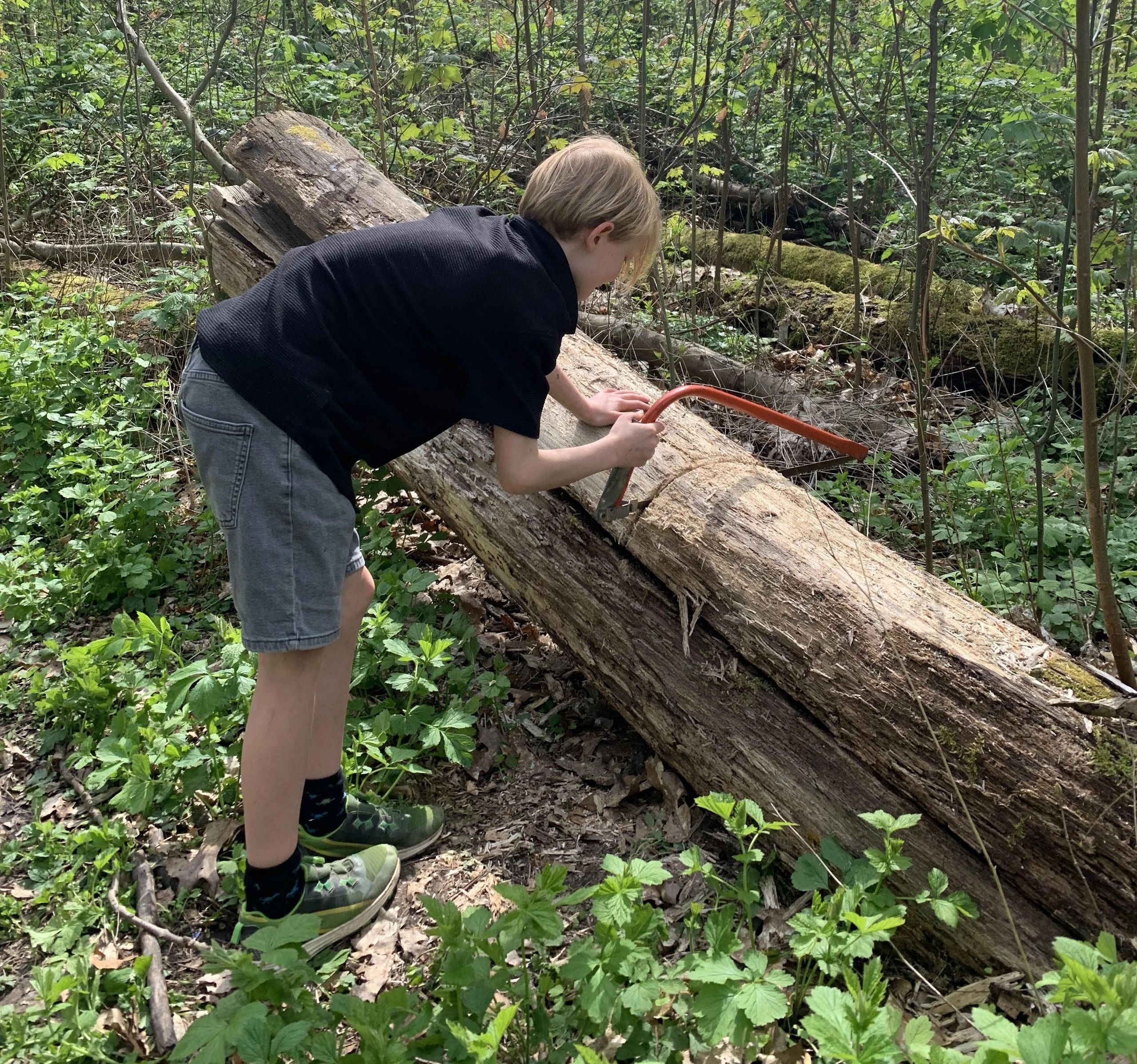 Child sawing a log in a forest clearing.