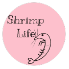 Shrimp Life
