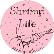 Shrimp Life