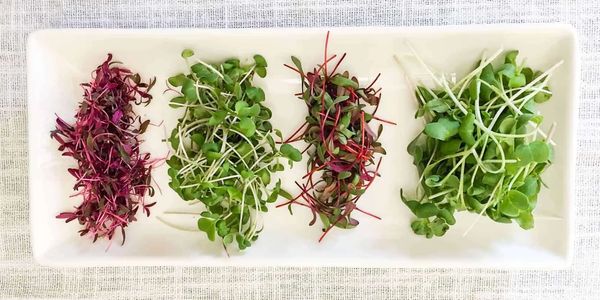 Eating Microgreens