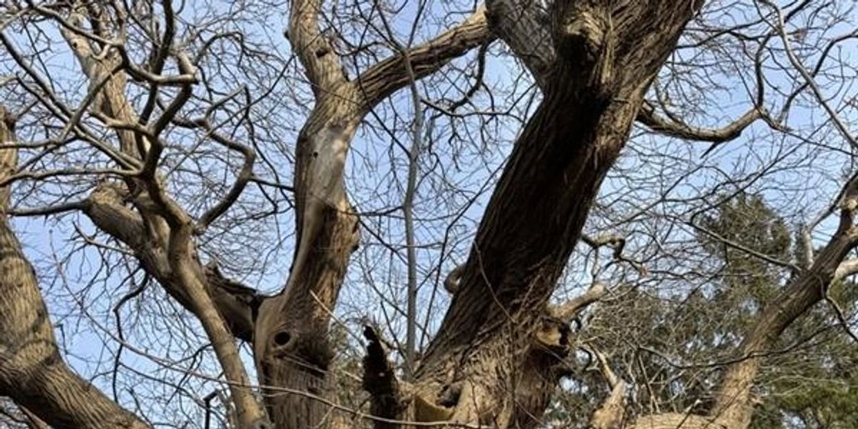 A coloured photo of tree branches that resemble neurone connections