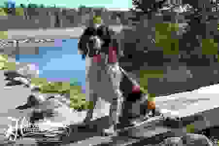 Puppies | Breaking Cattails