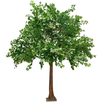 A lush green tree with a sturdy trunk and dense foliage.