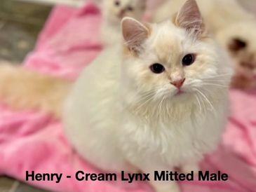 Cream Lynx Mitted male cat named Henry sitting on a pink blanket.