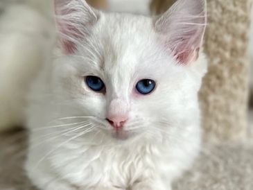 Close-up of a white kitten with striking blue eyes resting peacefully.