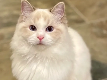 Fluffy cream and white cat with bright eyes sitting attentively.