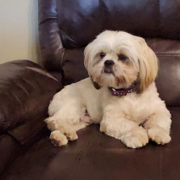 Small fluffy dog resting on a brown leather chair.