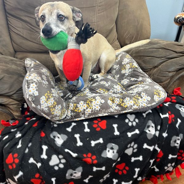Small dog holding a green and red toy while sitting on a floral cushion.