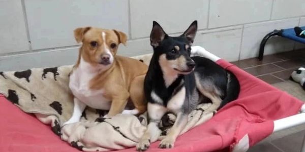 Two dogs resting together on a red elevated dog bed indoors.