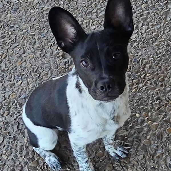 Black and white dog sitting on a pebble surface, looking up.