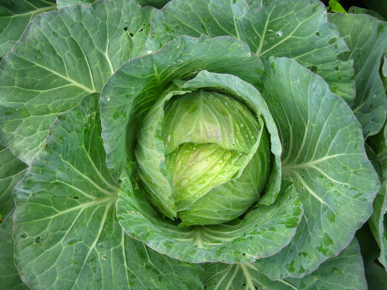 A Natural Remedy: Using Cabbage Leaves during Breastfeeding and
