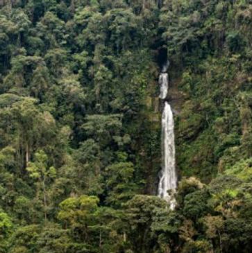 Tall waterfall cascading through dense forest foliage.