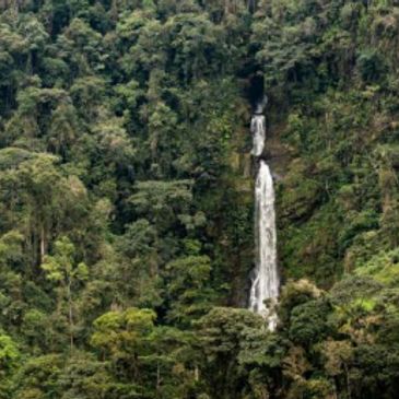 A tall waterfall cascades down a lush, green forested cliff.