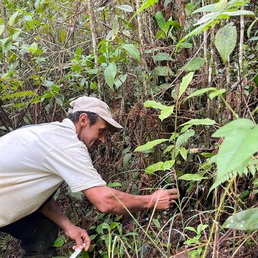 Man examining plants in a dense forest area.