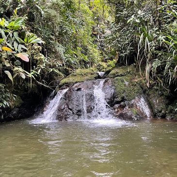 Small waterfall flowing into a forest pool surrounded by lush greenery.