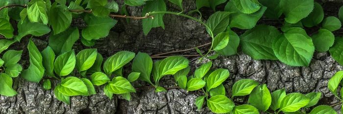 Horizontal image of bright green leaves on a tree's trunk
