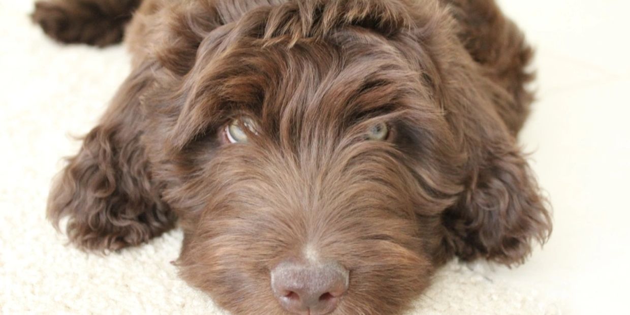 Chocolate Multigenerational Australian Labradoodle