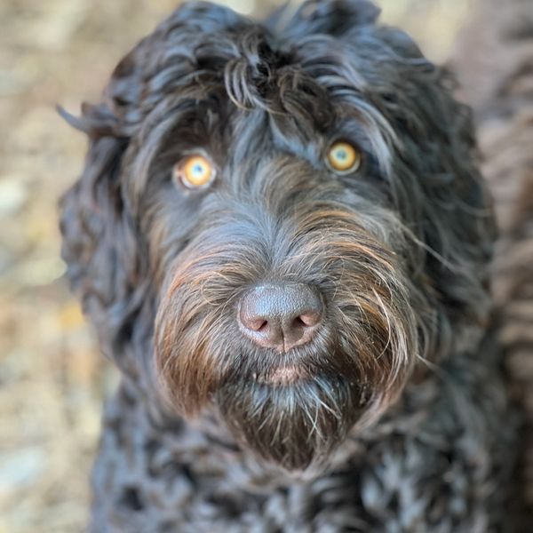 Australian Labradoodle Puppies Lucky Country Labradoodles, LLC