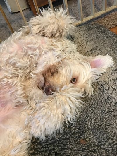 Cream colored Australian Labradoodle