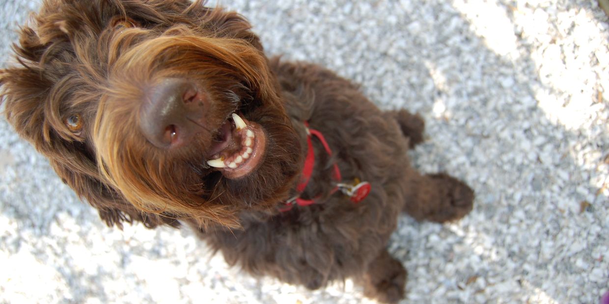 Lucky Country Labradoodles, LLC Australian Labradoodles