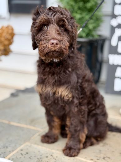 standard size multi generational Australian Labradoodle (ALD) with phantom markings 