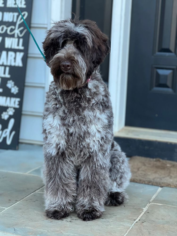 black australian labradoodles