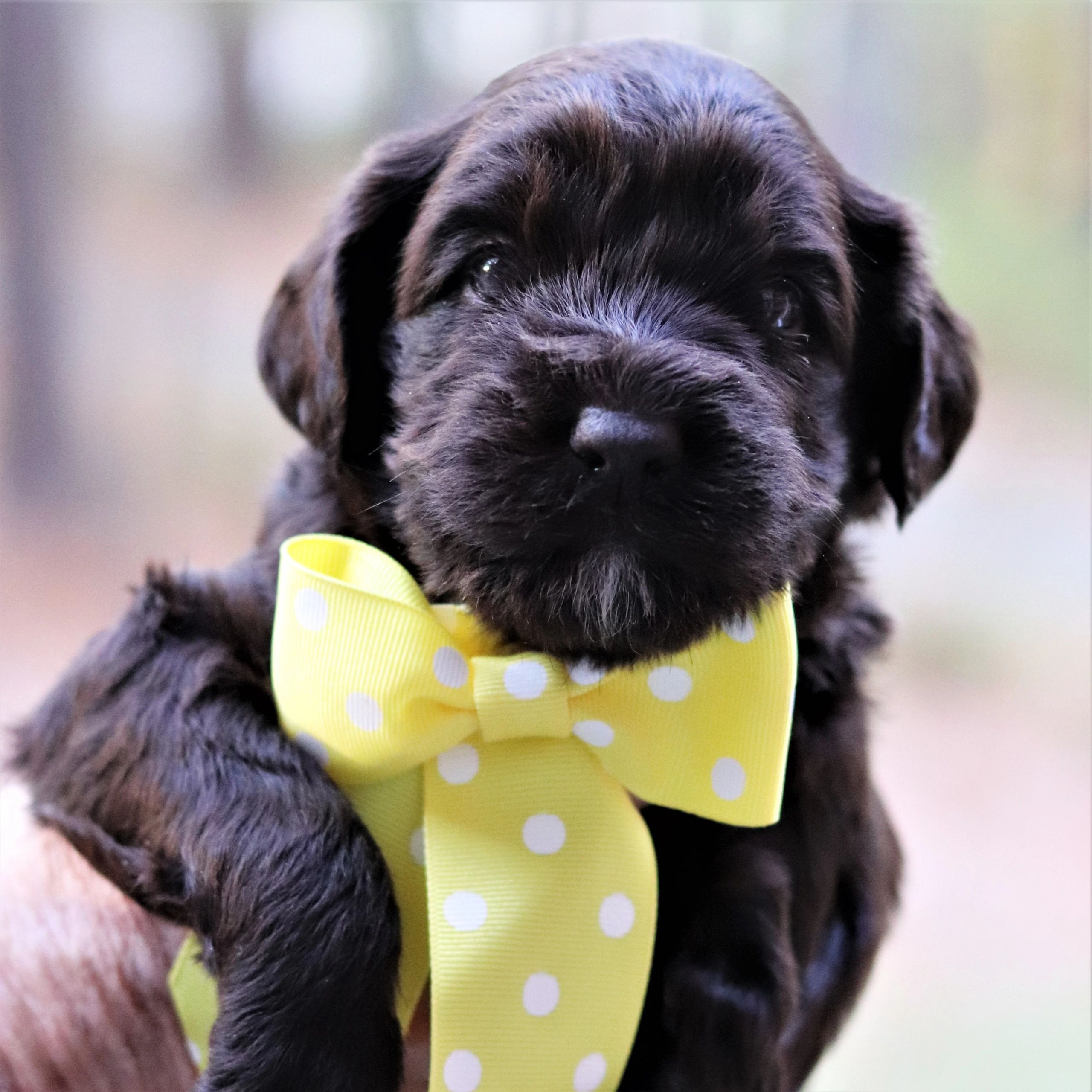 Chocolate Australian Labradoodle Puppy