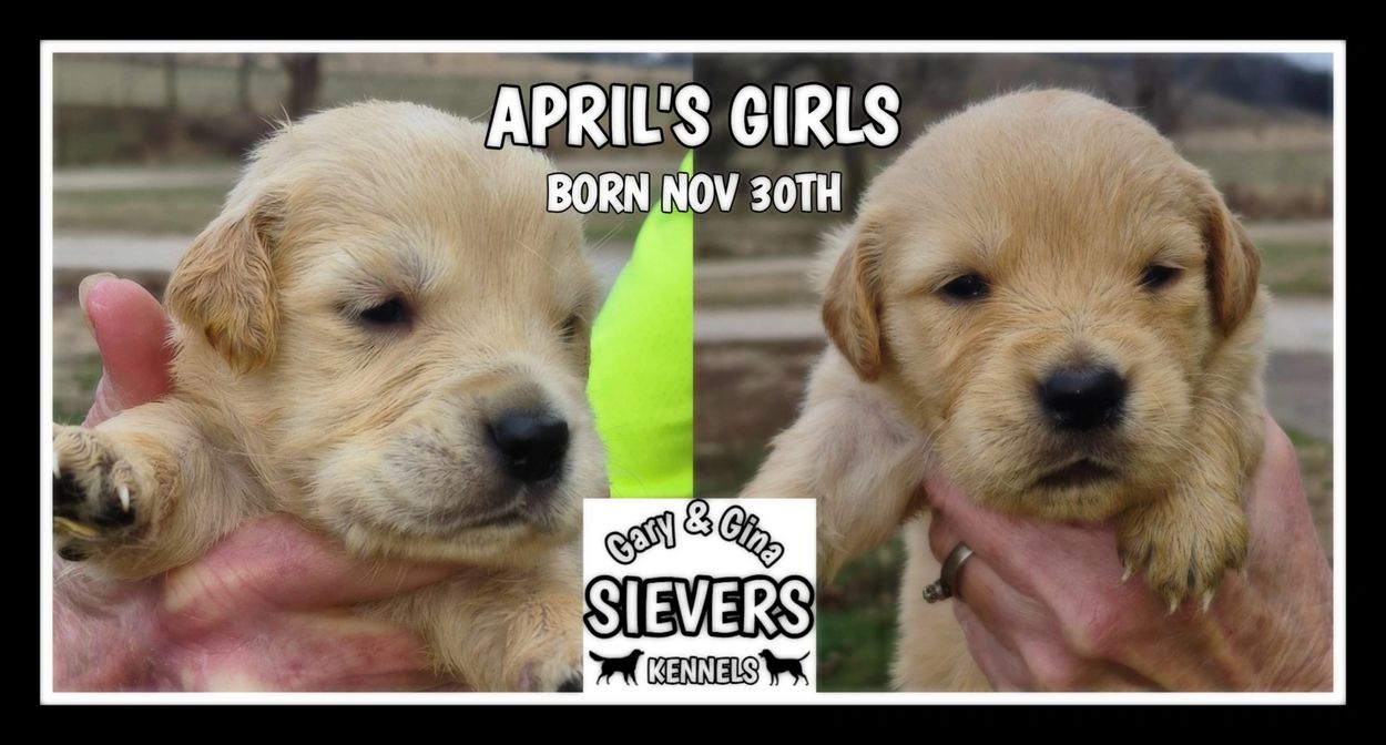 AKC GOLDEN RETRIEVER PUPS