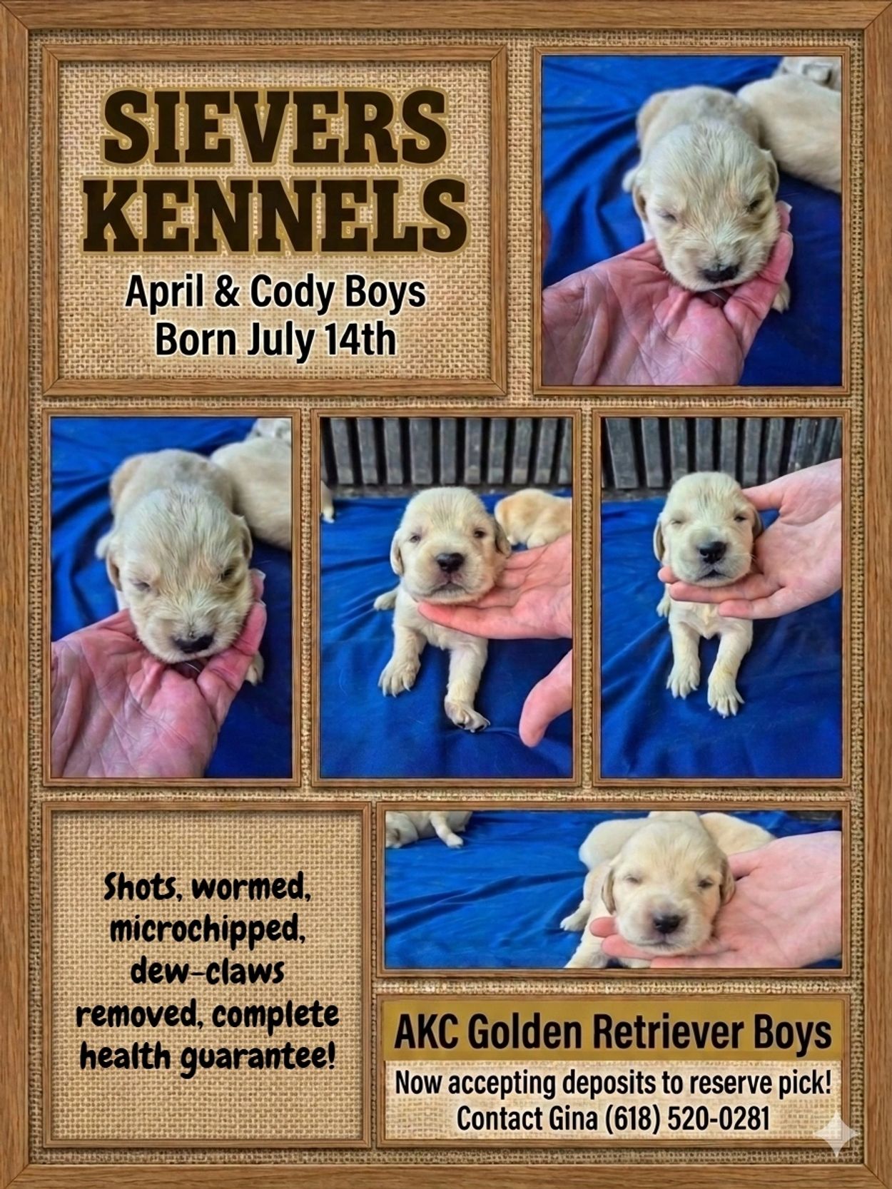 AKC GOLDEN RETRIEVER PUPS

