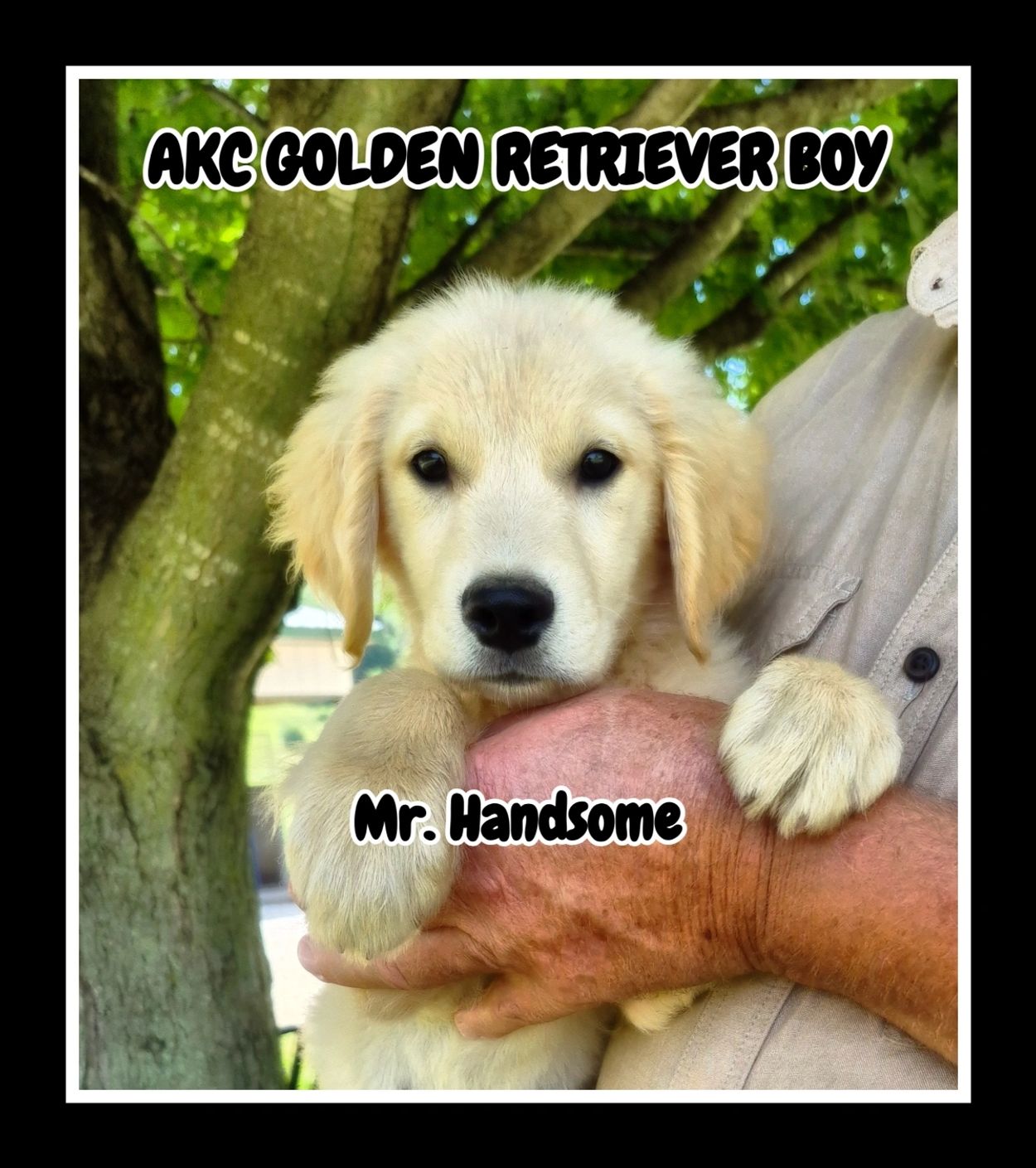 AKC GOLDEN RETRIEVER MALE