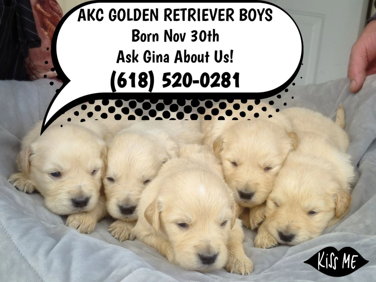 AKC GOLDEN RETRIEVER PUPS