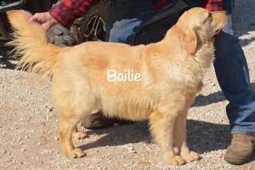 AKC GOLDEN RETRIEVER