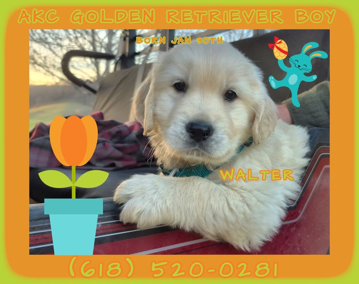 AKC GOLDEN RETRIEVER PUP-ASK GINA ABOUT WALTER! 618 520 0281