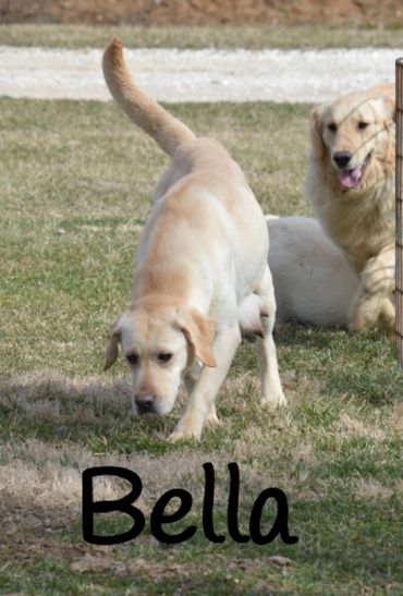 AKC YELLOW LAB