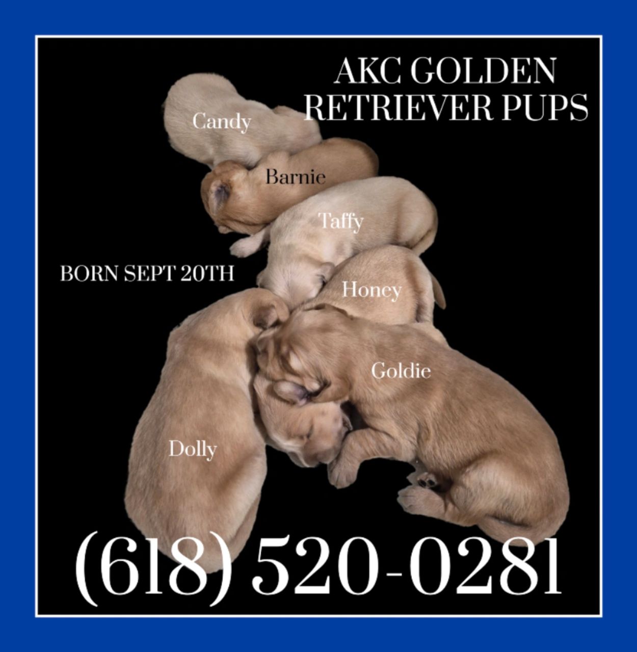 AKC GOLDEN RETRIEVER PUPS