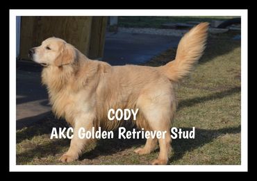 AKC GOLDEN RETRIEVER DAD