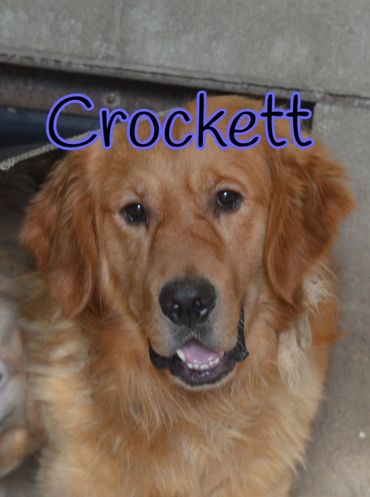 AKC GOLDEN RETRIEVER