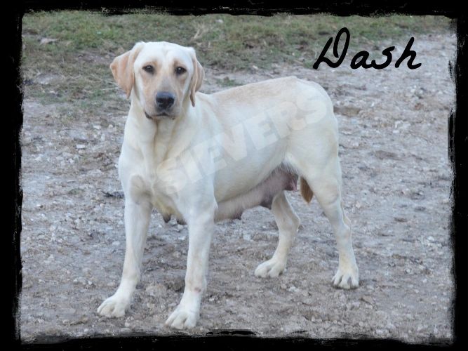 Yellow Labrador