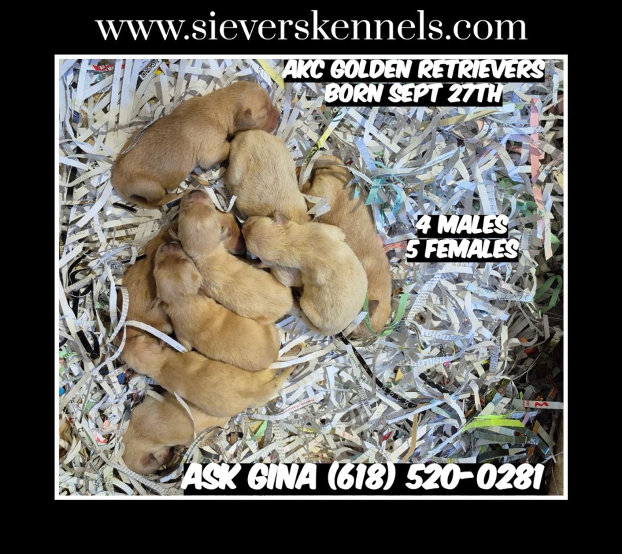 AKC GOLDEN RETRIEVER PUPS