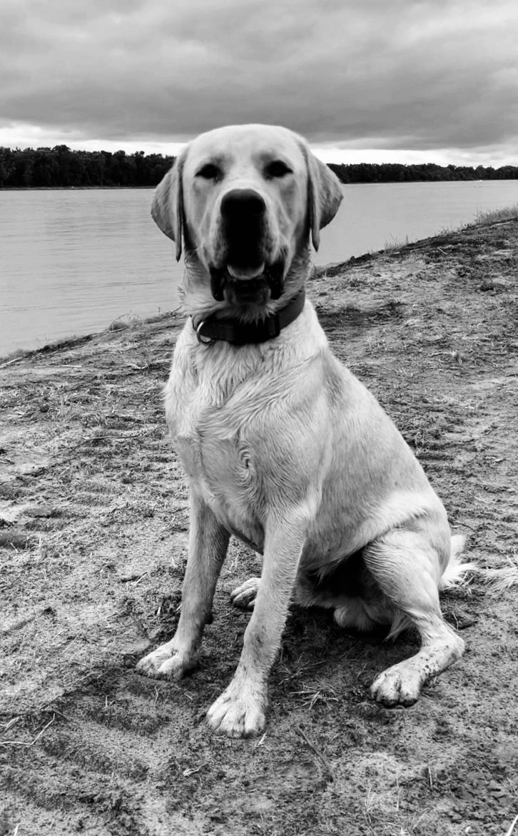 Yellow Labrador Male