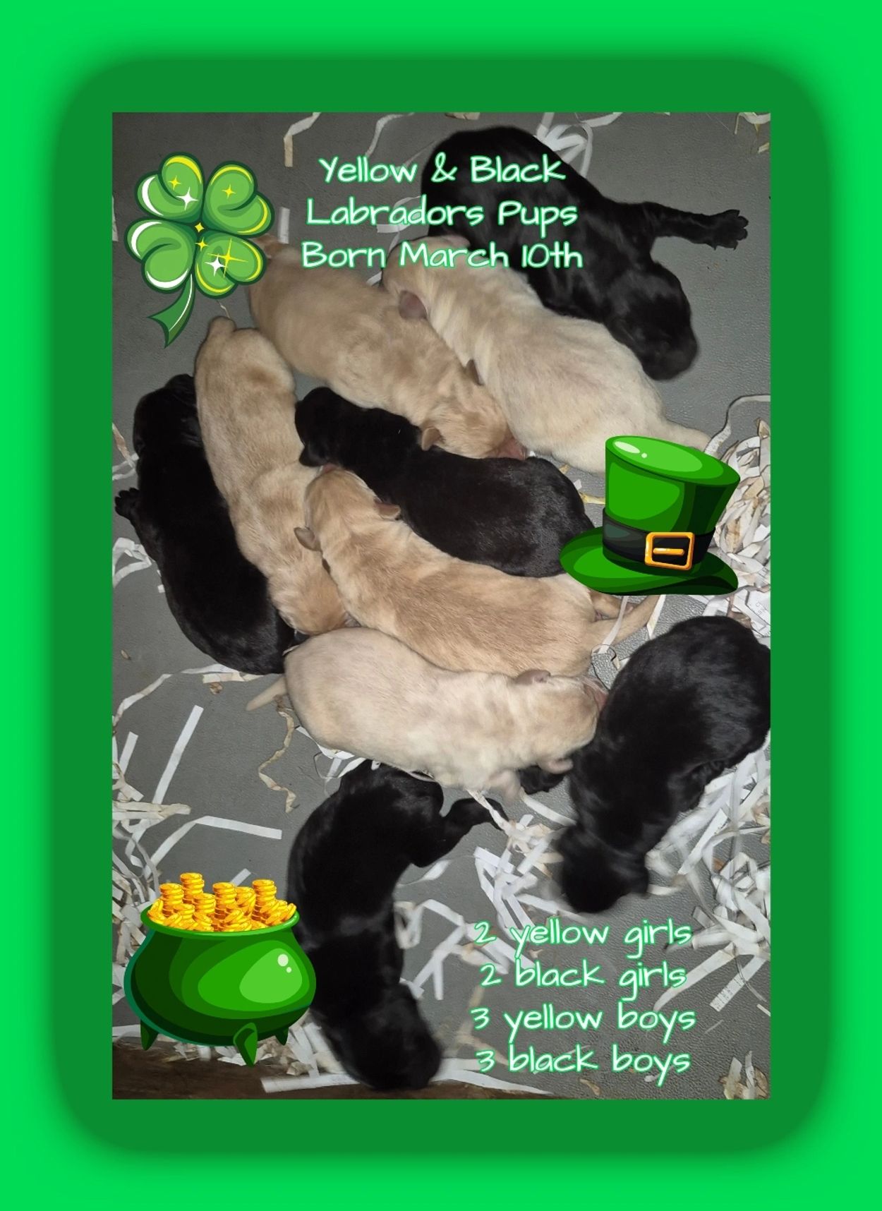 Yellow & Black Labrador Pups