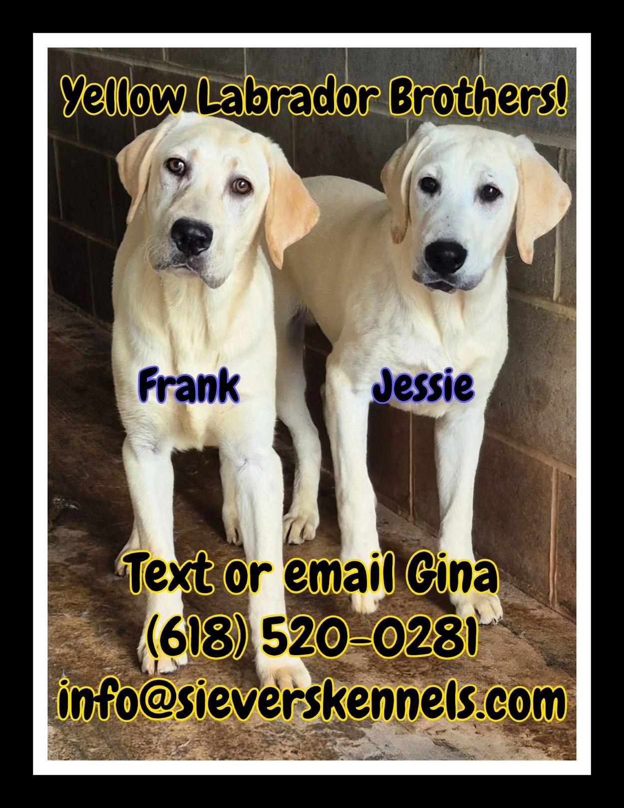 Yellow Labrador Pups