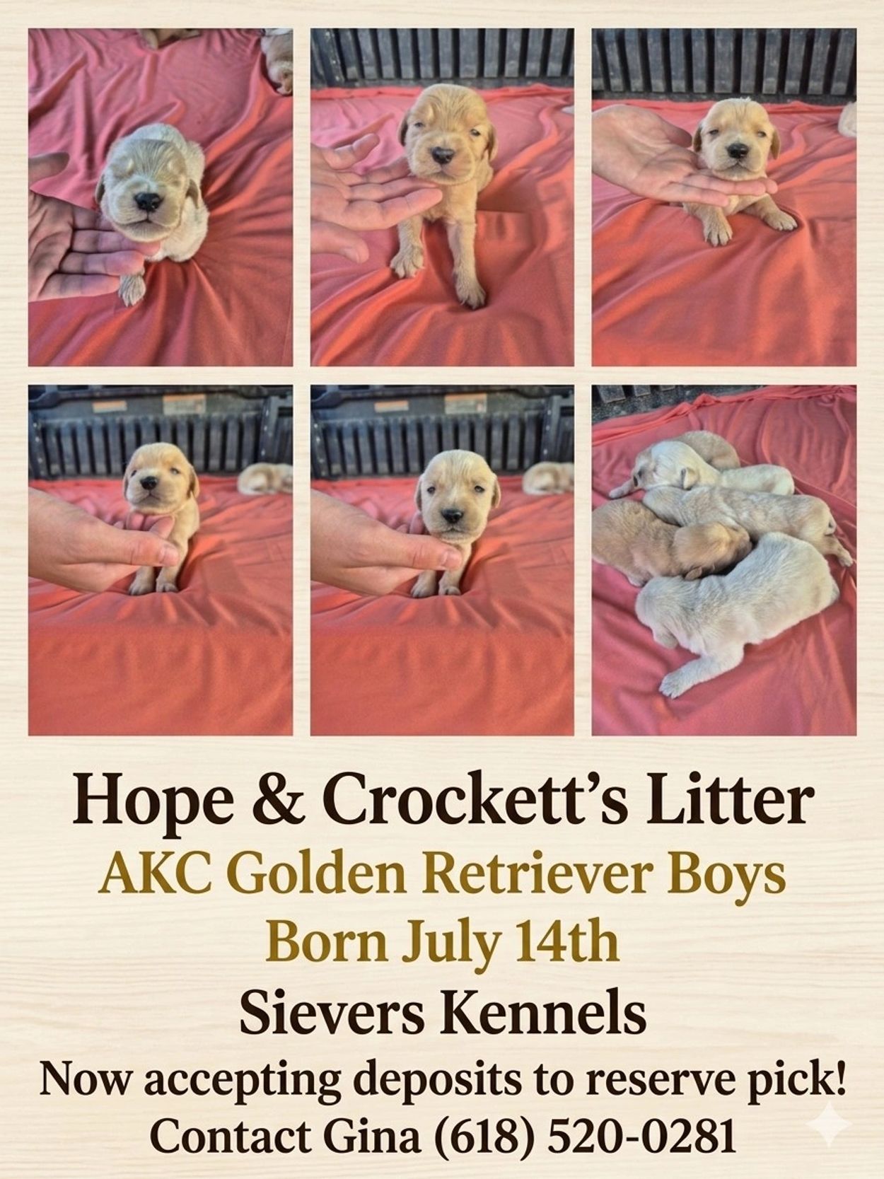 AKC GOLDEN RETRIEVER PUPS