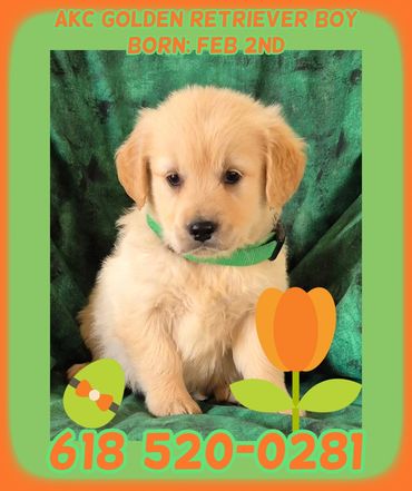 AKC GOLDEN RETRIEVER MALE